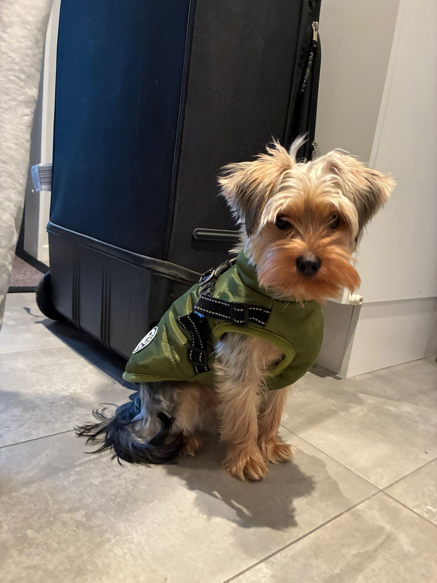 Petstar™ - Vattentät Vinterjacka med Inbyggd Sele