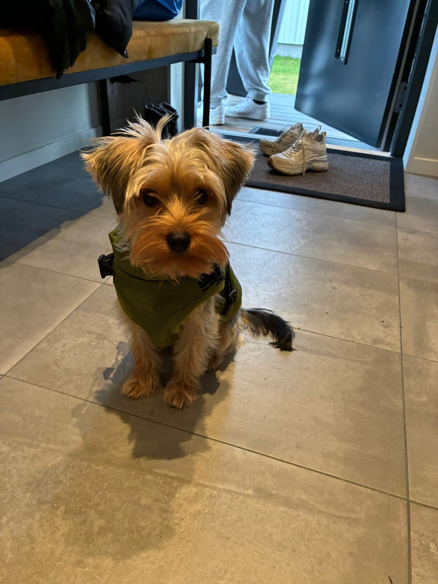 Petstar™ - Vattentät Vinterjacka med Inbyggd Sele